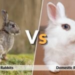Wild vs Domestic Rabbits: Key Differences, Breeding, Behavior, and Survival