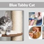 Blue Tabby Cat: Colors, Breeds and Personality