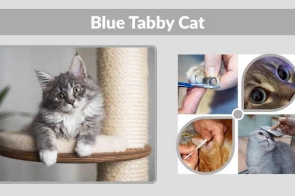 Blue Tabby Cat: Colors, Breeds and Personality