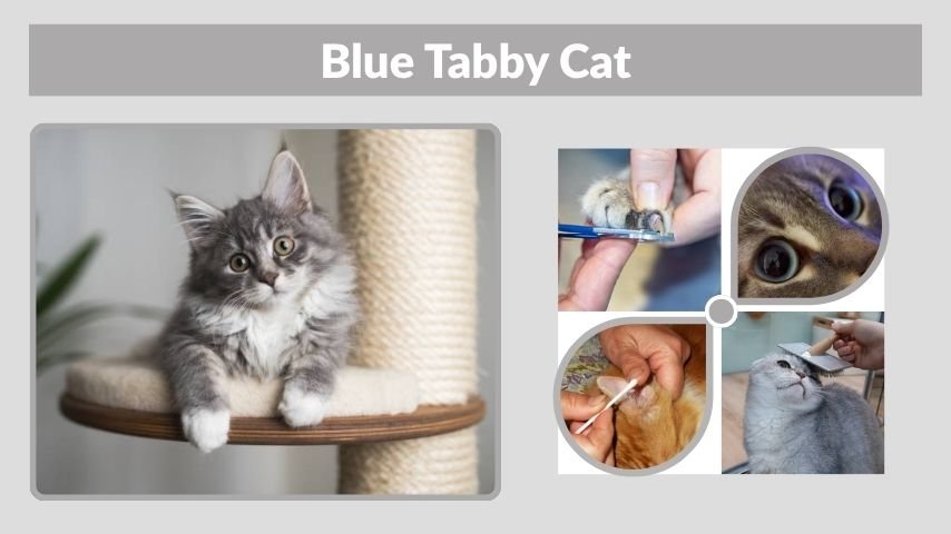 Blue Tabby Cat: Colors, Breeds and Personality