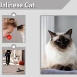 Balinese Cat: Personality, Price, Lifespan and Care