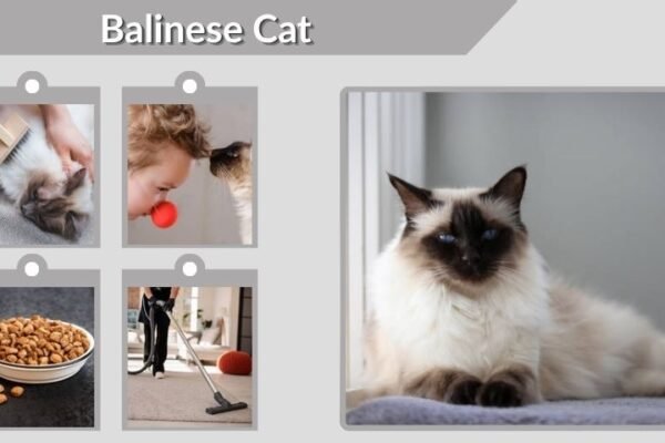 Balinese Cat: Personality, Price, Lifespan and Care