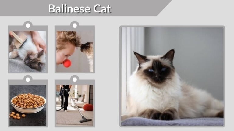 Balinese Cat: Personality, Price, Lifespan and Care