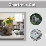 Chartreux Cat: Price, Personality, Lifespan and Care