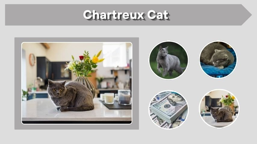 Chartreux Cat: Price, Personality, Lifespan and Care