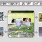 Japanese Bobtail Cat: Colors, Lifespan and Traits