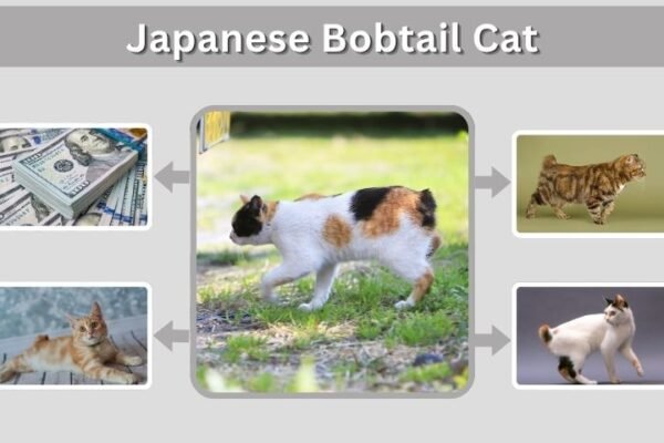 Japanese Bobtail Cat: Colors, Lifespan and Traits