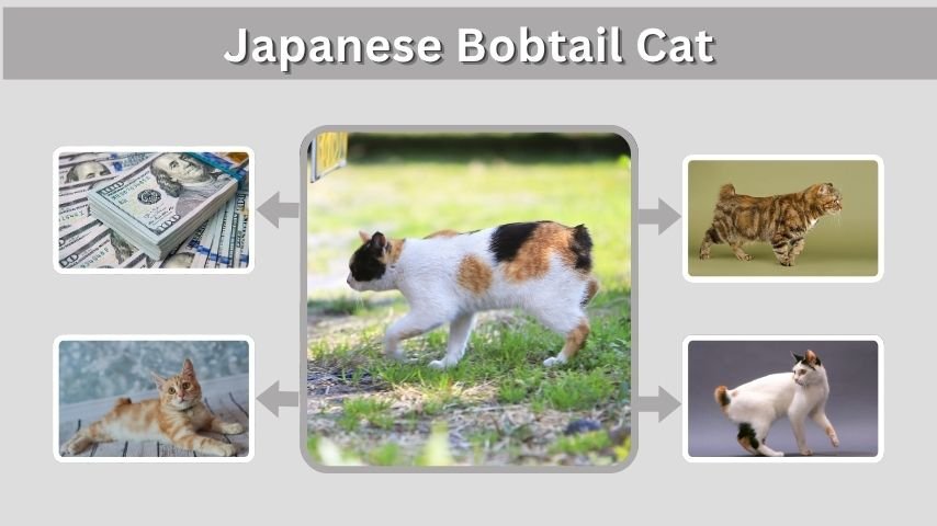 Japanese Bobtail Cat: Colors, Lifespan and Traits