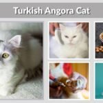 Turkish Angora Cat Guide: Lifespan, Food and Care