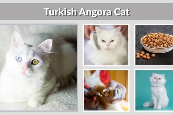 Turkish Angora Cat Guide: Lifespan, Food and Care