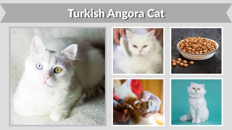Turkish Angora Cat Guide: Lifespan, Food and Care