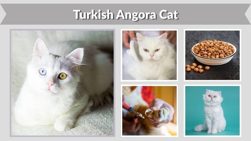 Turkish Angora Cat Guide: Lifespan, Food and Care