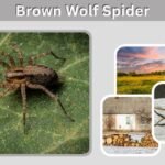 Brown Wolf Spider: Identification, Bite, and Facts