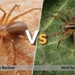 Brown Recluse vs Wolf Spider: Key Differences