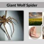 Giant Wolf Spider: Size, Bite, Habitat, and Facts