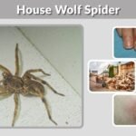 House Wolf Spider: Identification, Bite, and Removal