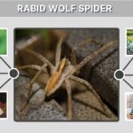 Rabid Wolf Spider: Bite, Size, Danger, and Facts