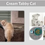 Cream Tabby Cat: Personality, Care, Lifespan & Facts