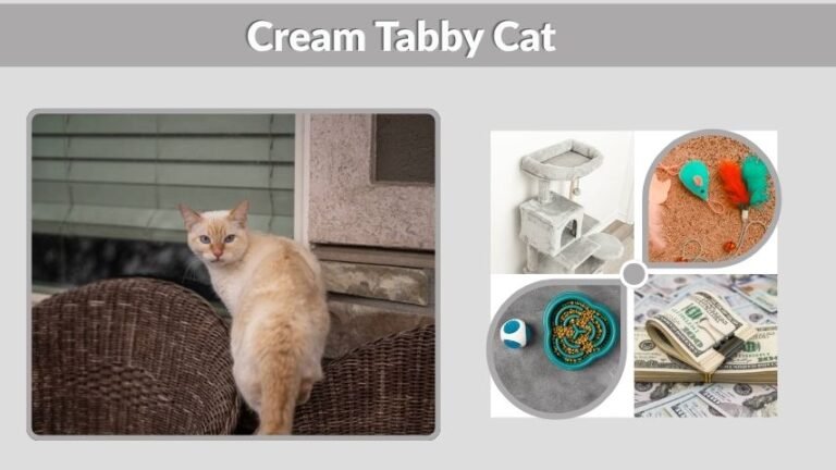 Cream Tabby Cat: Personality, Care, Lifespan & Facts