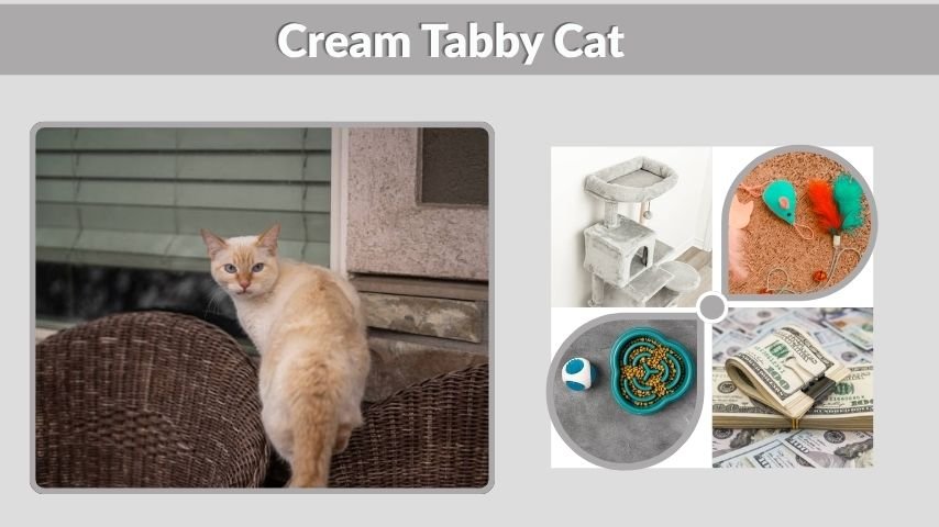 Cream Tabby Cat: Personality, Care, Lifespan & Facts