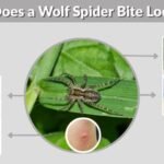 What Does a Wolf Spider Bite Look Like? Signs and Care
