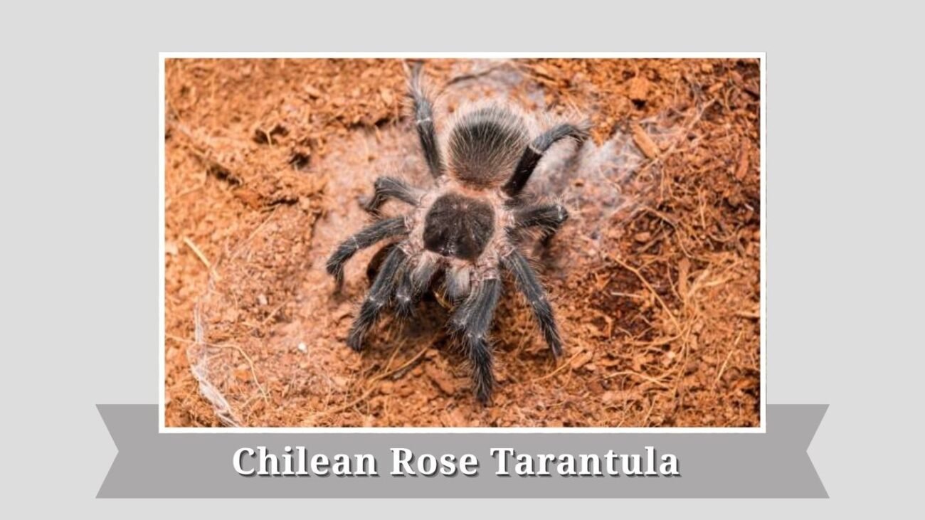 Chilean Rose Tarantula