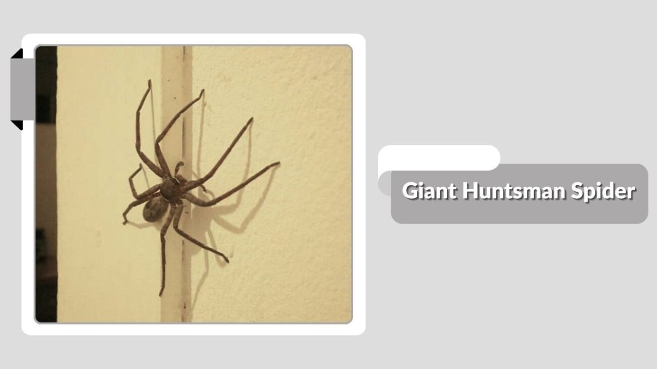 Giant Huntsman Spider