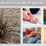 Australian Wolf Spider: Size, Bite, Facts, and Safety Guide