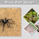 Black Wolf Spider: Identification, Bite Risk, and Facts