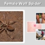 Female Wolf Spider: Identification, Egg Sac, Babies, and Facts