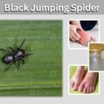 Black Jumping Spider: Identification, Bite Risk, and Safety