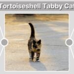 Tortoiseshell Tabby Cat: Traits, Facts & Care Guide