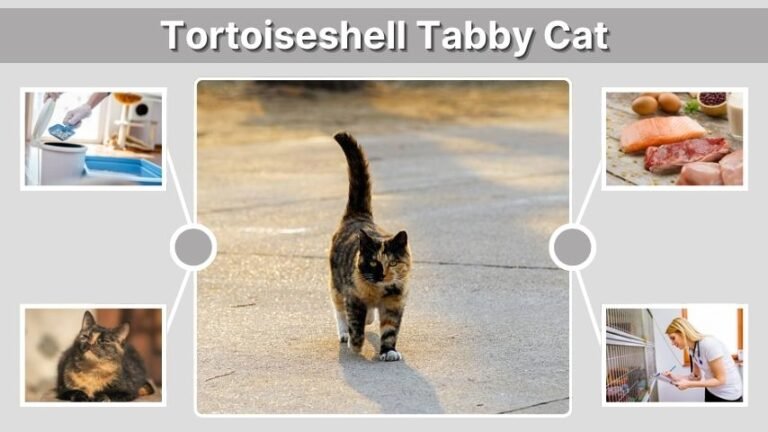 Tortoiseshell Tabby Cat: Traits, Facts & Care Guide