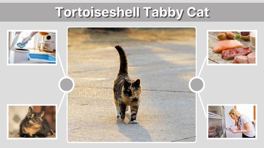 Tortoiseshell Tabby Cat: Traits, Facts & Care Guide