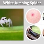 White Jumping Spider: Identification, Safety, and Facts