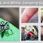 Black and White Jumping Spider: Identification and Facts