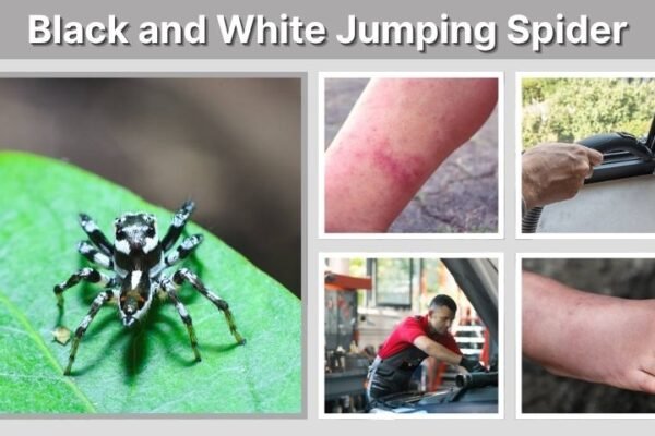 Black and White Jumping Spider: Identification and Facts