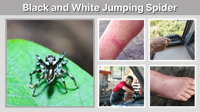 Black and White Jumping Spider: Identification and Facts