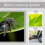 Bold Jumping Spider: Identification, Bite, Size, and Care