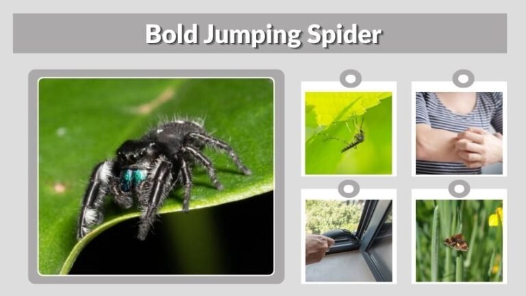 Bold Jumping Spider: Identification, Bite, Size, and Care