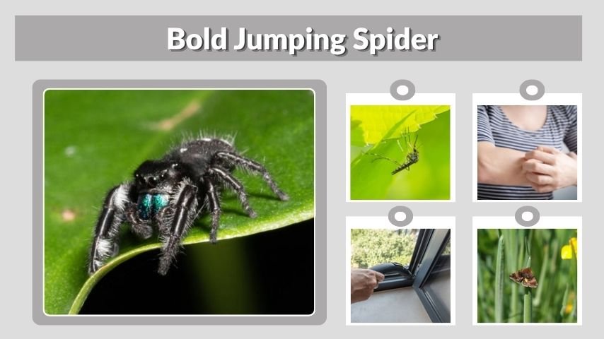 Bold Jumping Spider: Identification, Bite, Size, and Care