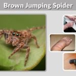 Brown Jumping Spider: Identification, Bites, and Safety