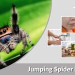 Jumping Spider Bite: Symptoms, Pictures, and Treatment