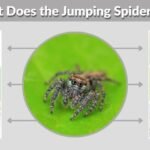 What Does the Jumping Spider Eat? 20 Common Foods