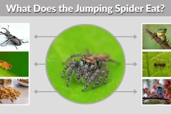 What Does the Jumping Spider Eat? 20 Common Foods