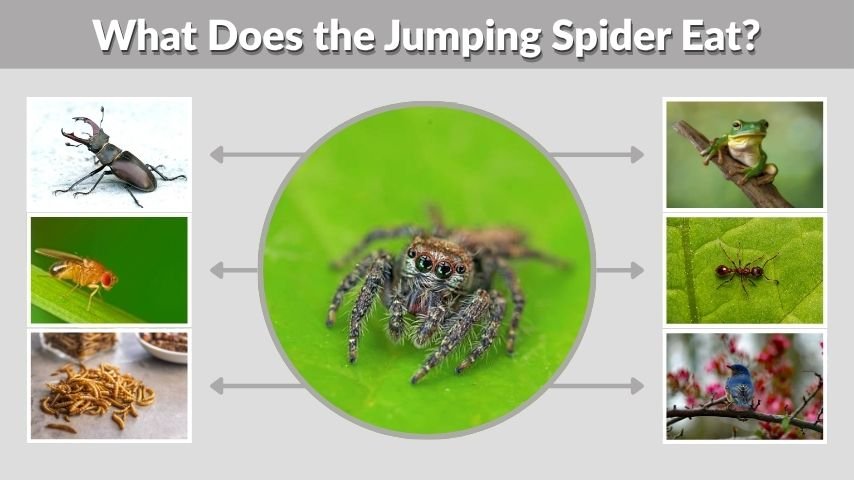 What Does the Jumping Spider Eat? 20 Common Foods