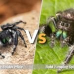 Bold Jumping Spider Male vs Female: Key Differences