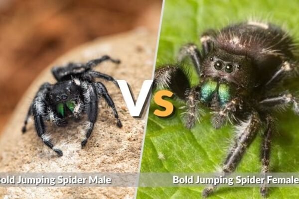 Bold Jumping Spider Male vs Female: Key Differences