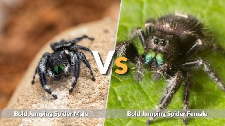Bold Jumping Spider Male vs Female: Key Differences