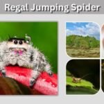 Regal Jumping Spider: Facts, Size, Habitat, and Care